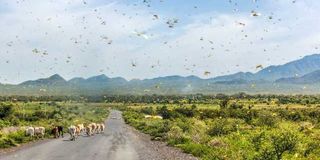 Locust invasion.