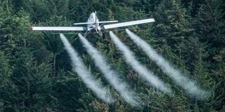 An airplane spraying pesticide over trees covered by desert locusts in Meru, Kenya.