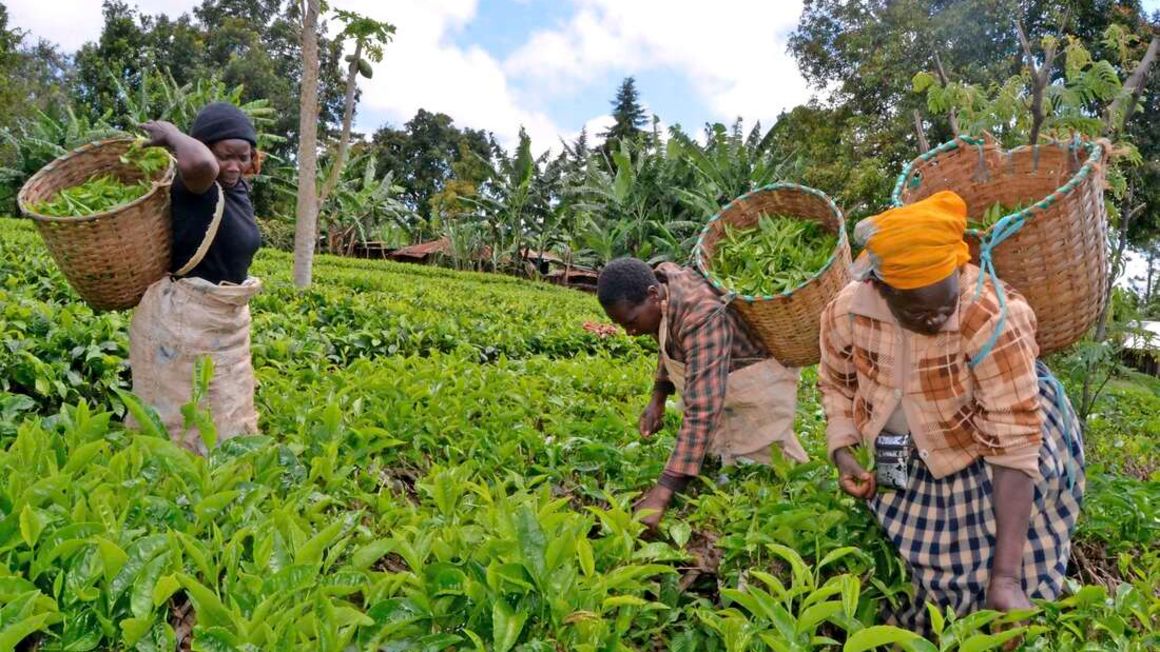 Workers pick tea on a farm.