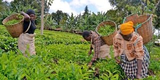 Workers pick tea on a farm.