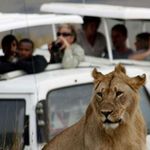 Tourists at the Masai Mara Game Reserve in Kenya.