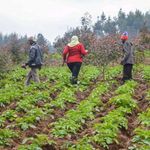  Farmers