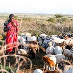 A pastoralist.