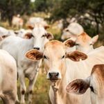 Cattle 