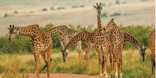 Giraffes 