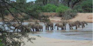 Elephant herd 