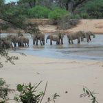Elephant herd 