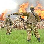 Kenya Wildlife Service rangers
