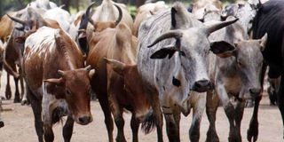 Botswana has set up an official inquiry into livestock theft on its border with Zimbabwe.