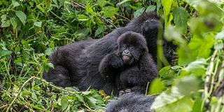 Mountain gorillas in Rwanda.