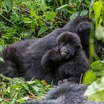 Mountain gorillas in Rwanda.