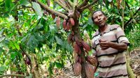 Simon Nyamuchwangano, a cocoa farmer tends to his 1.5-acre farm in western Uganda.