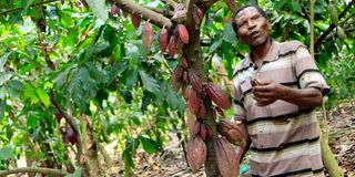 Simon Nyamuchwangano, a cocoa farmer tends to his 1.5-acre farm in western Uganda.