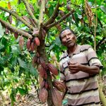 Simon Nyamuchwangano, a cocoa farmer tends to his 1.5-acre farm in western Uganda.