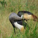 Grey Crowned Crane