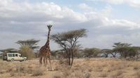 Reticulated giraffe