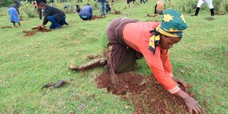 Tree planting 