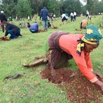 Tree planting 