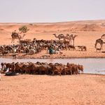 Herders 