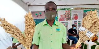 Sorghum 