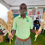 Sorghum 