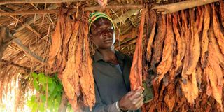 tobacco farmer in Hoima