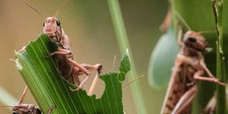 Desert locusts