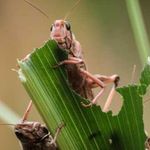 Desert locusts