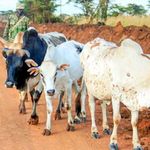 UPDF officers
