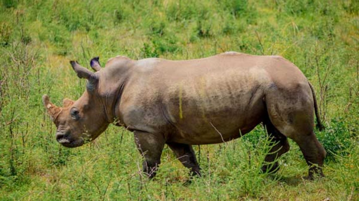 A white rhino.