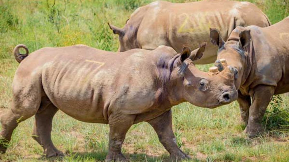 White rhinos.