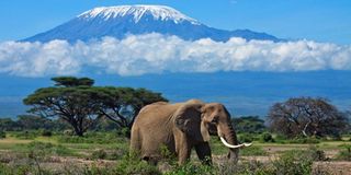 Mount Kilimanjaro 