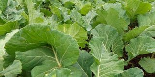 Vegetables in a garden. 