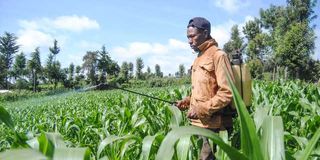 A man sprays his maize farm with pesticides in Nakuru, Kenya.