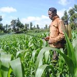 A man sprays his maize farm with pesticides in Nakuru, Kenya.