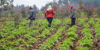 A farm in Kenya.