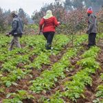 A farm in Kenya.
