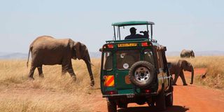 Elephants walk in front of a tour van at the Masai Mara National Reserve on August 14, 2018.