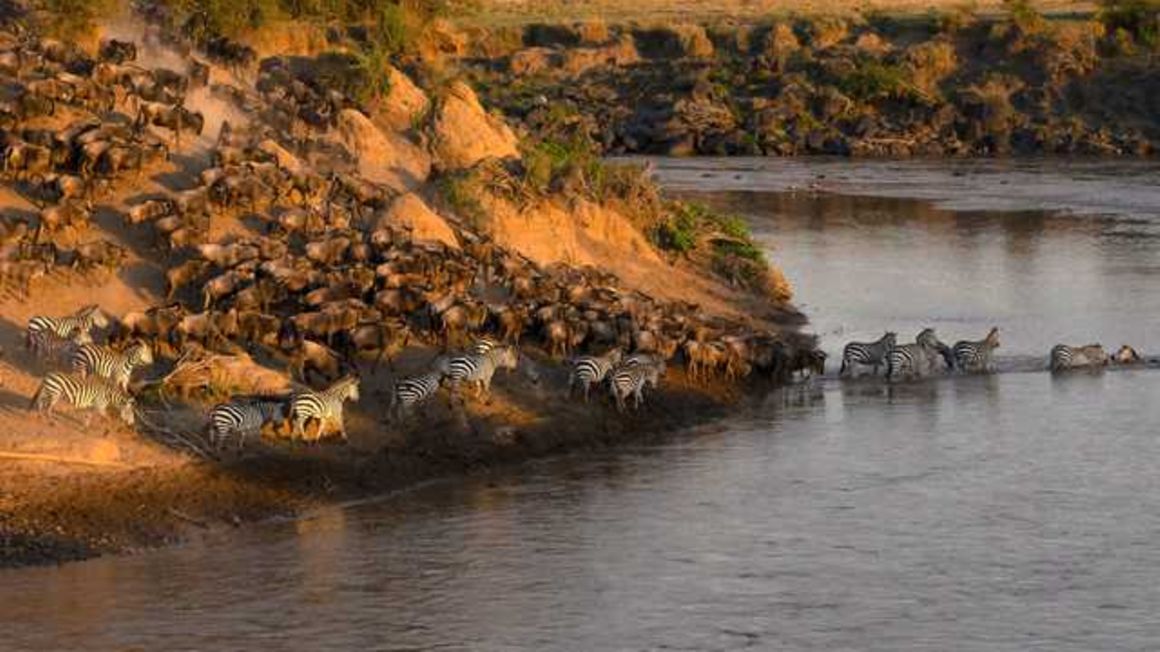 Migratory wildebeest cross the Mara River in Kenya’s Masai Mara National Reserve. 