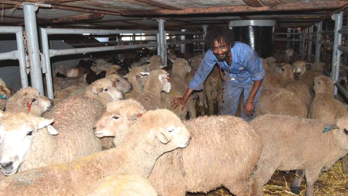 Sheep and goats for export to Oman.