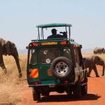 Elephants Mara