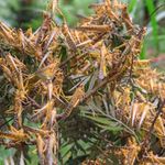 swarm
