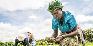 Women harvest French beans