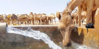 Camels