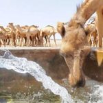 Camels