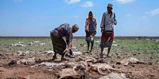 Pastoralists