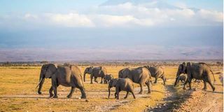 'Elephants at Amboseli' by Evans Ogeto.