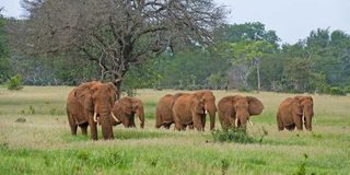 African elephants