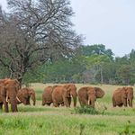 African elephants