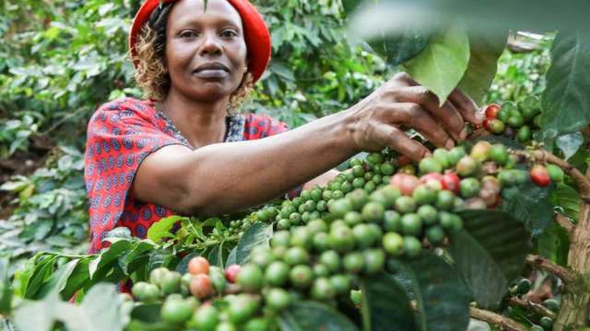 Coffee farmer